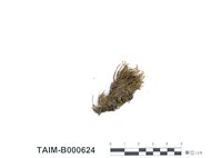 藏品(四川澤苔)的圖片